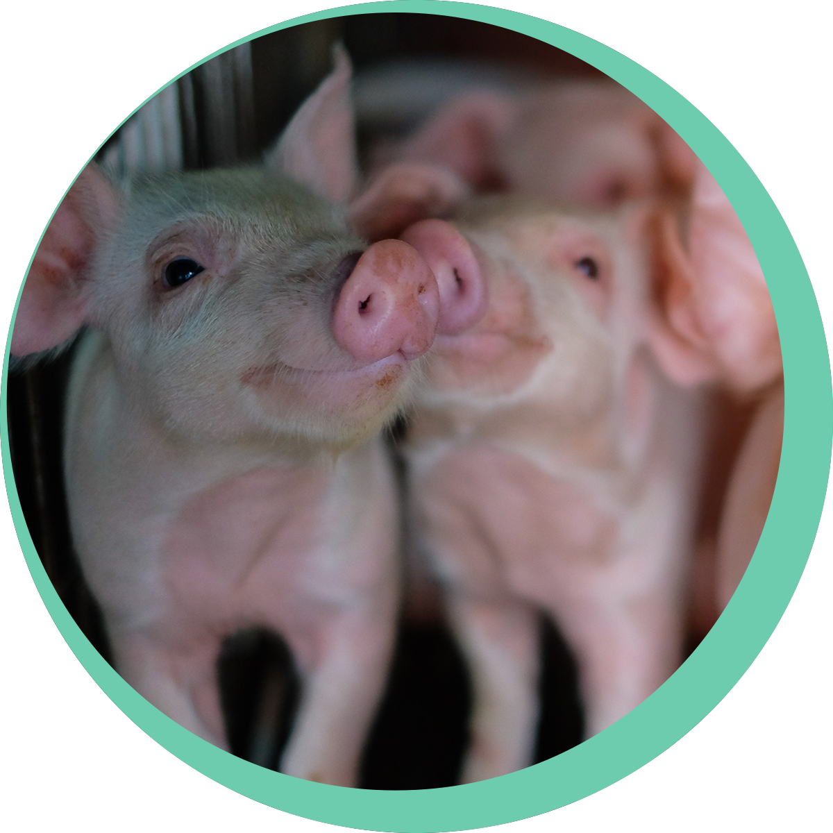 cirkel beelden opdrachtgever